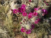 Cactus blossoms